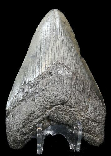 Megalodon Tooth - South Carolina #43026